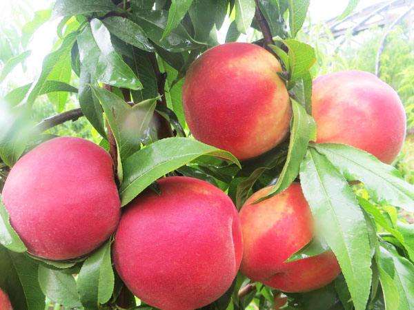 分析！天地平衡“桃红柳绿”