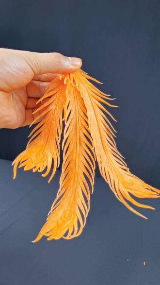 达人分享！动物的尾巴像什么“夏花依旧”