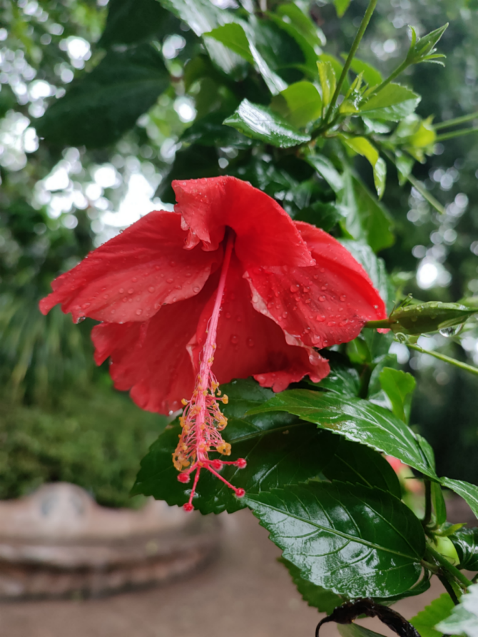 达人分享！夏季雨后蛙声一片“一抹红尘”