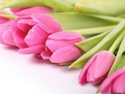 讲解！郁金香孩子什么意思“星星点点”