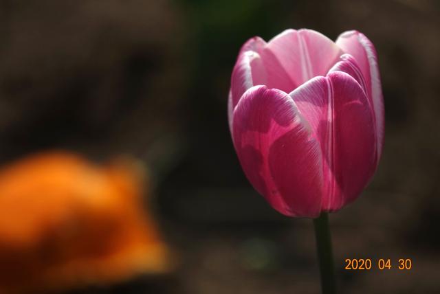 讲解！郁金香孩子什么意思“星星点点”