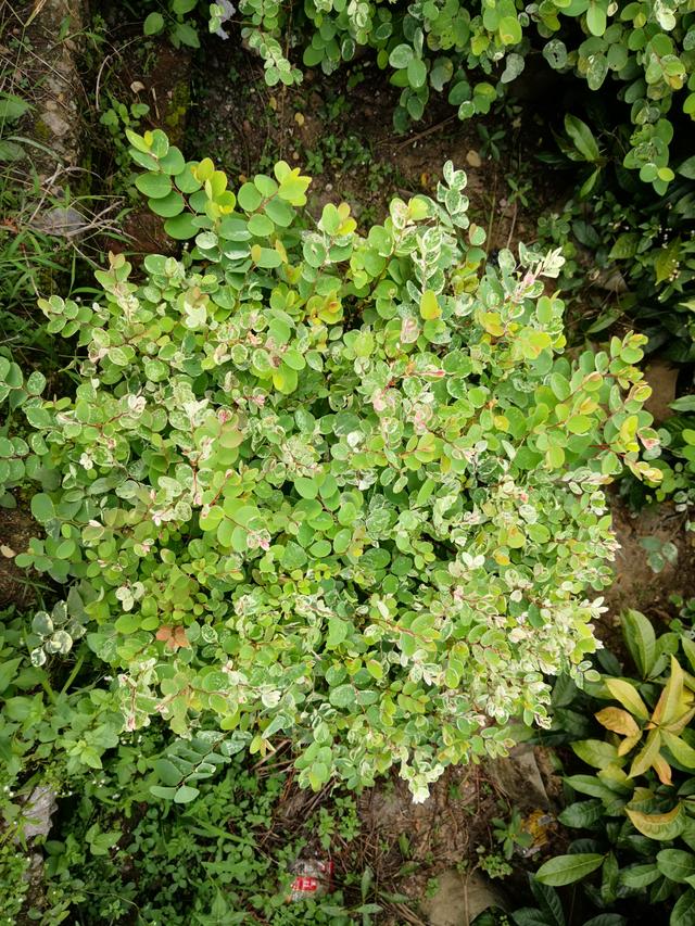 分析！长得最快的植物是“一抹红尘”