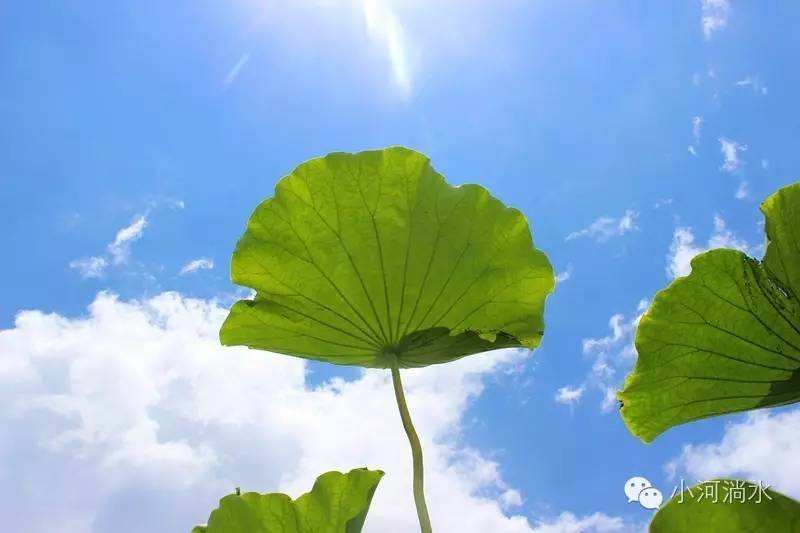 分析！长得最快的植物是“一抹红尘”