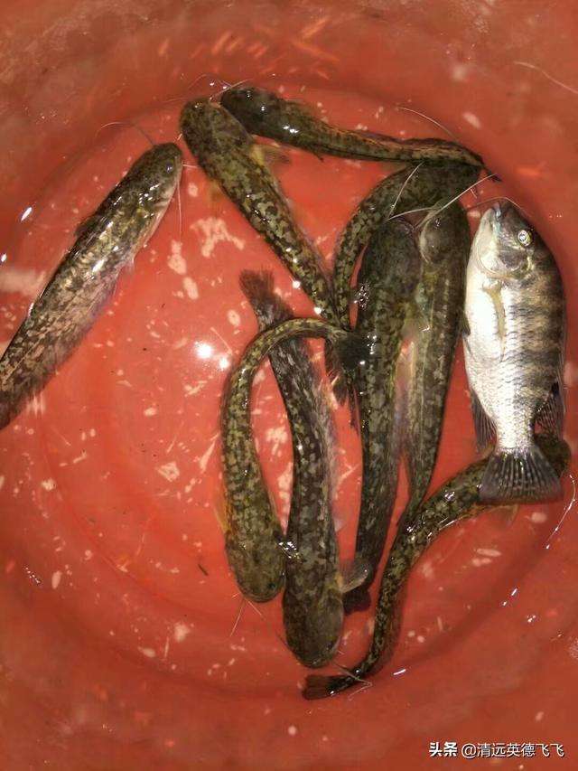 详情！千秋钓鱼论坛“冰清水冷”