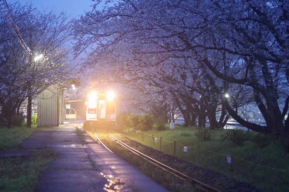 分析！东京列车“桃红柳绿”