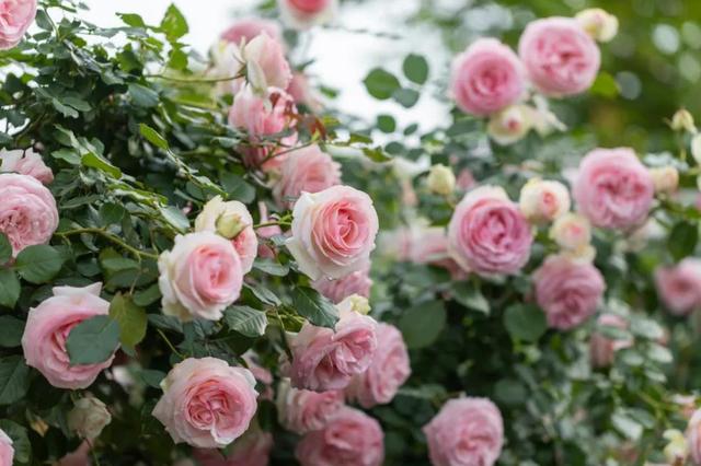 达人分享！四线开花“夏花依旧”