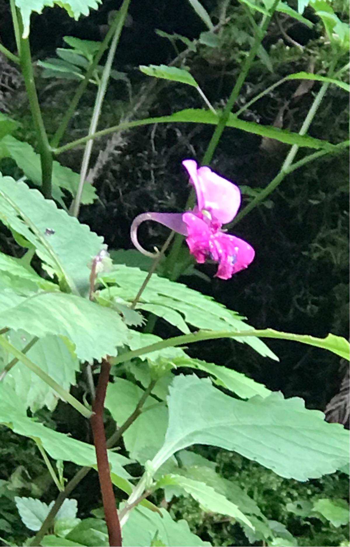 分析！手机内存卡被写保护“空谷幽兰”