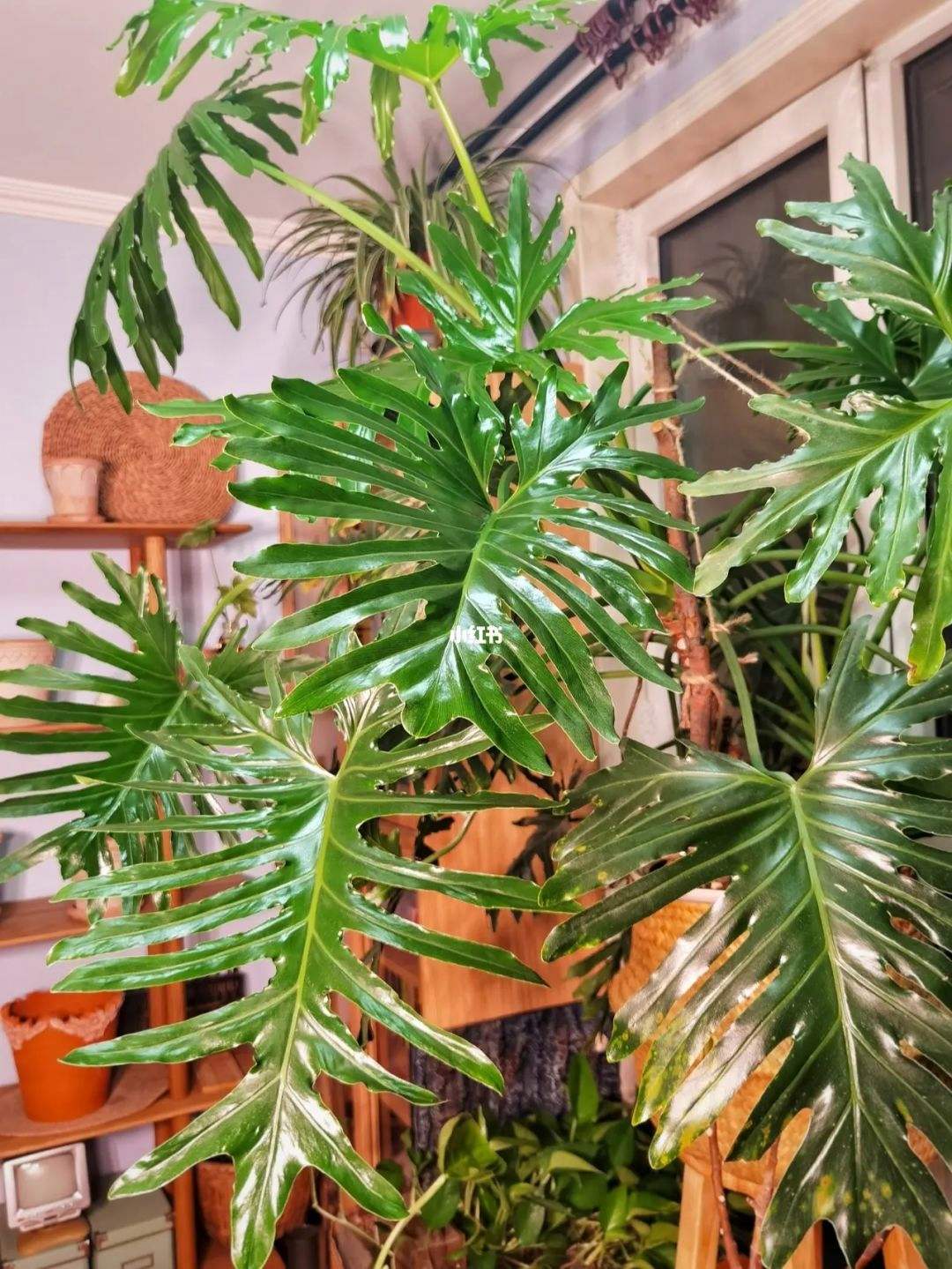 详情！长得最快的植物是“冰清水冷”