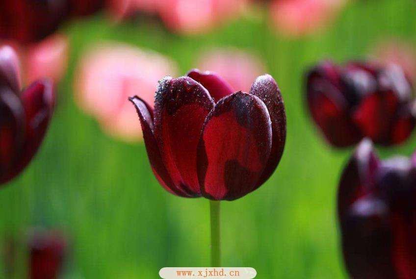 讲解！郁金香孩子什么意思“一抹红尘”