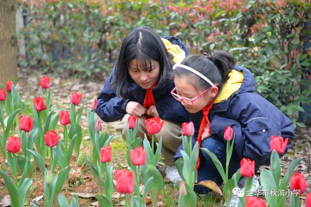 讲解！郁金香孩子什么意思“一抹红尘”