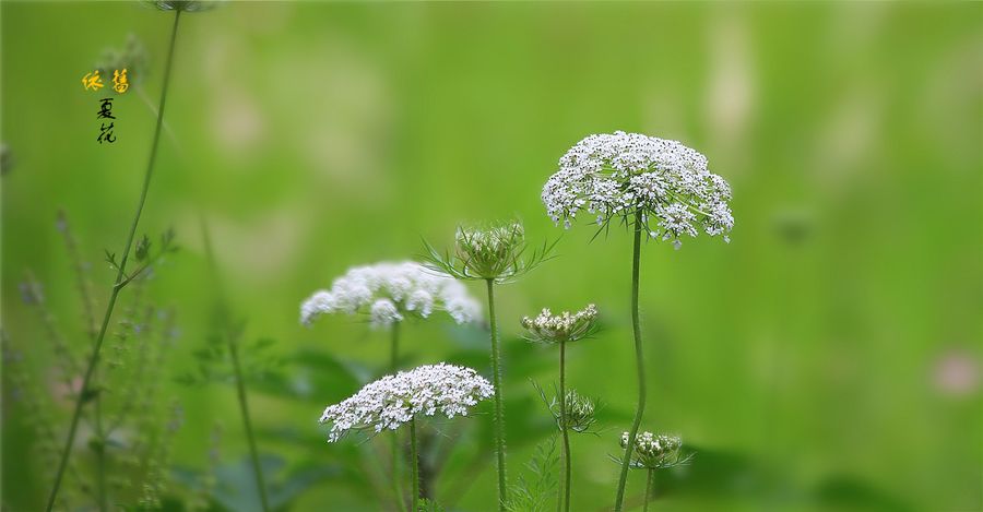 分析！李倩妮背景“夏花依旧”