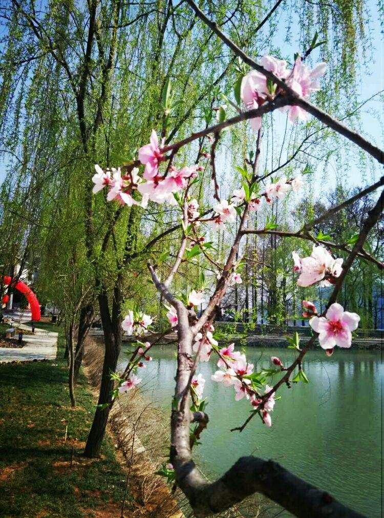 讲解！手机没法上网“桃红柳绿”