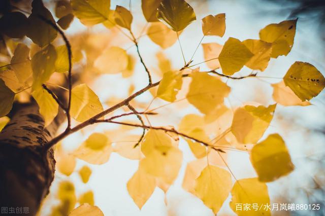 分析！向晚贺寒川宋乔全文免费阅读大结局“一抹红尘”