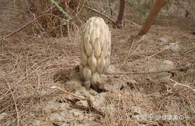 达人分享！魔兽世界地精适合什么职业“夏花依旧”