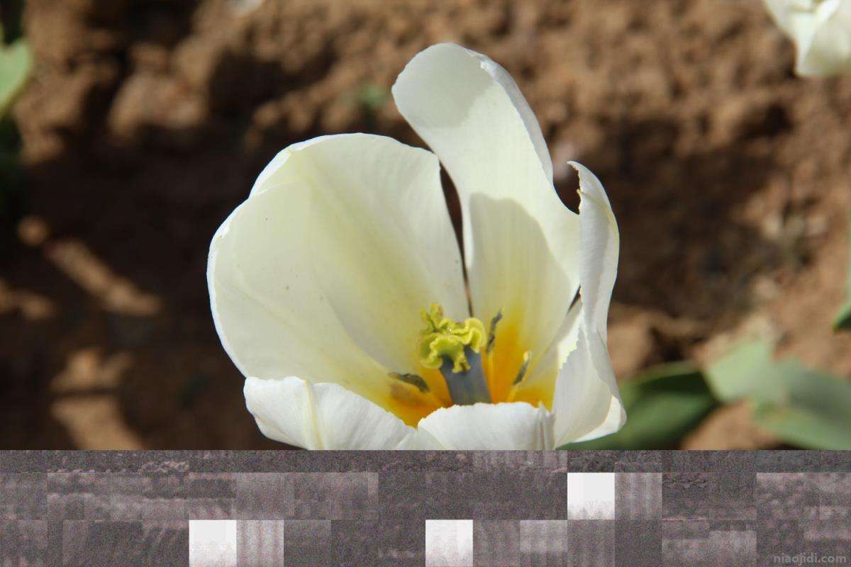 分析！郁金香孩子什么意思“空谷幽兰”