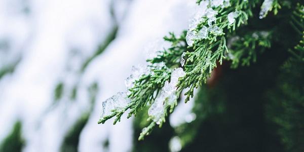 分析！2020年冬至是几月几号“夏花依旧”