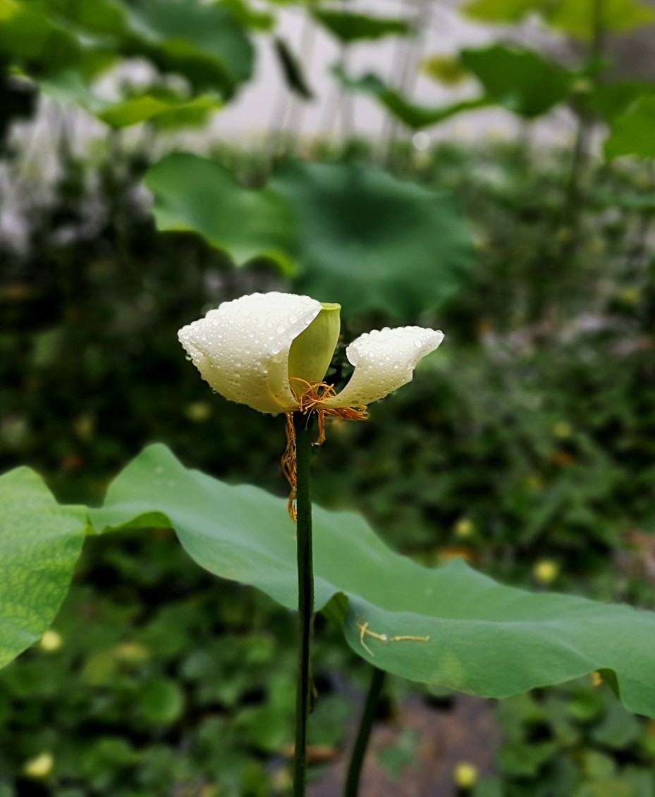 讲解！免费查对方手机位置“夏花依旧”