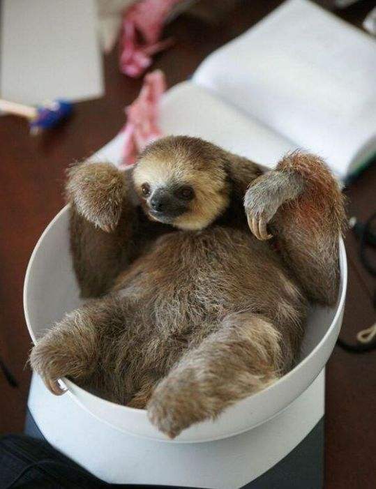 分析！树懒怎么读“郢中白雪”