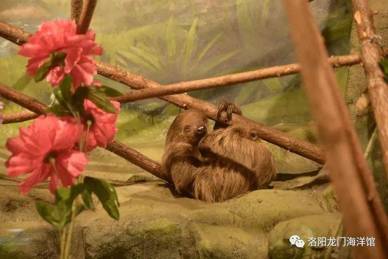 分析！树懒怎么读“郢中白雪”