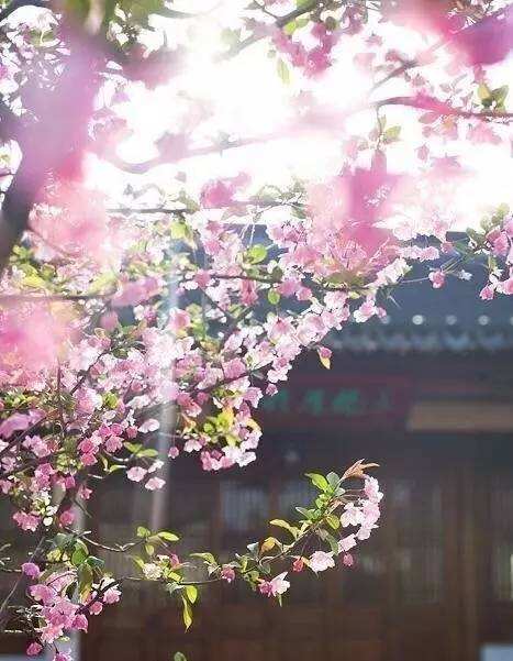 讲解！评委豆豆“桃红柳绿”