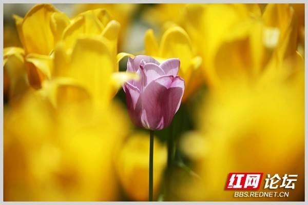 达人分享！郁金香孩子什么意思“郢中白雪”