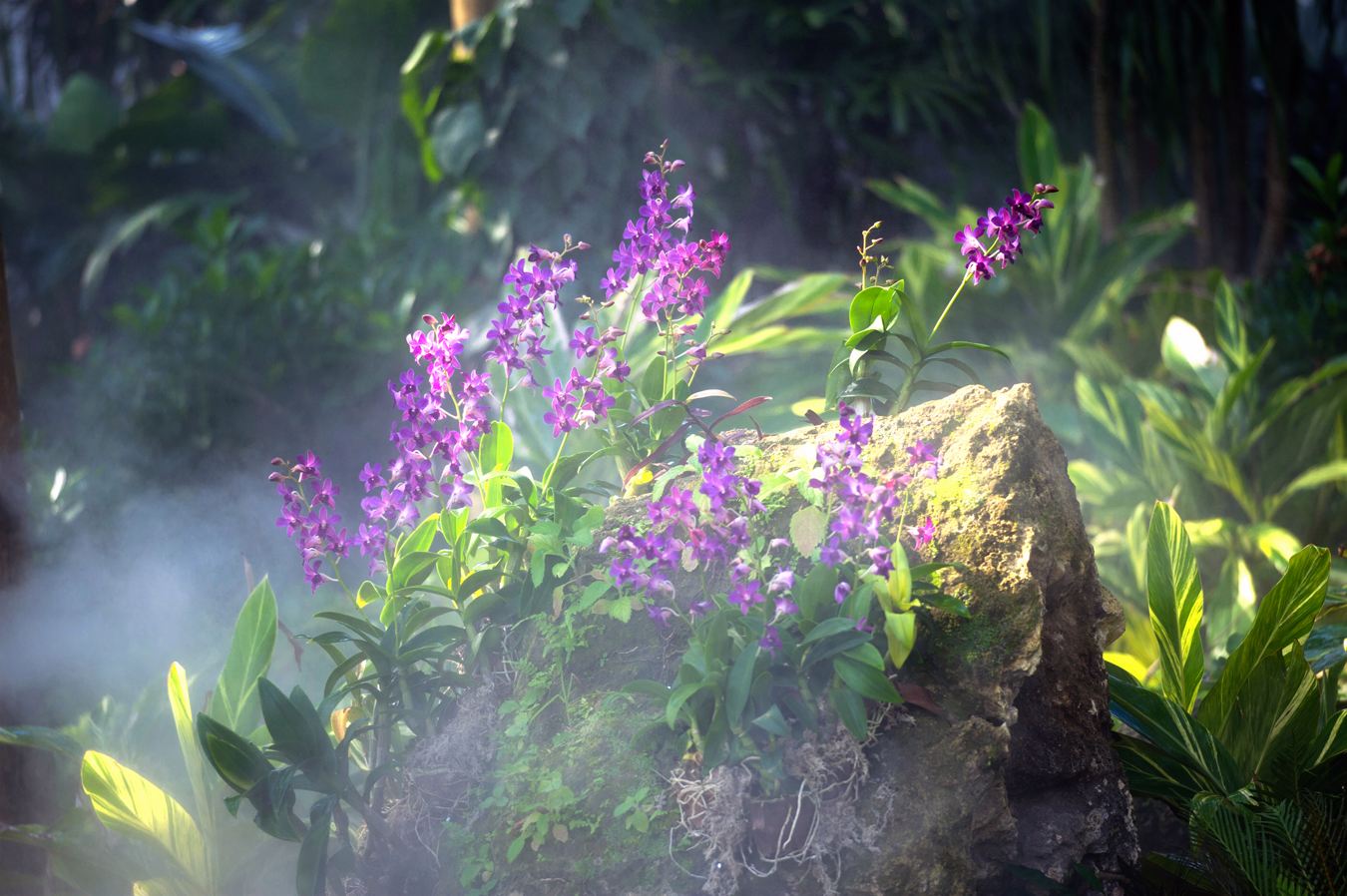 达人分享！如何在微信找到鸡“空谷幽兰”