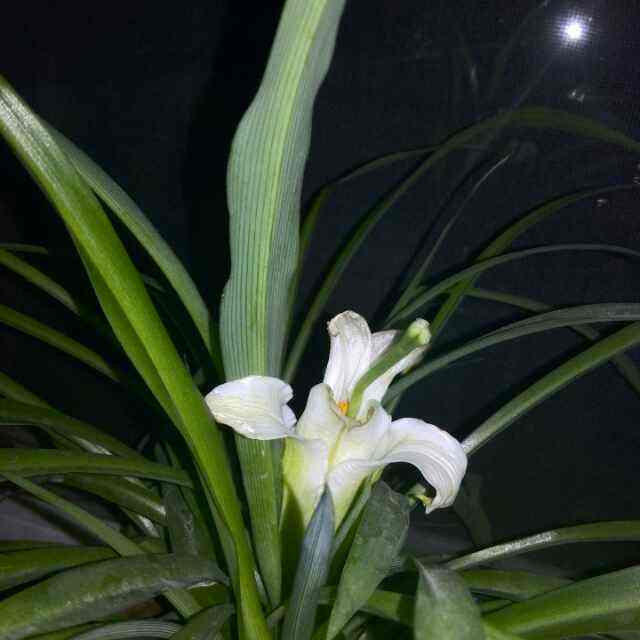 达人分享！如何在微信找到鸡“空谷幽兰”