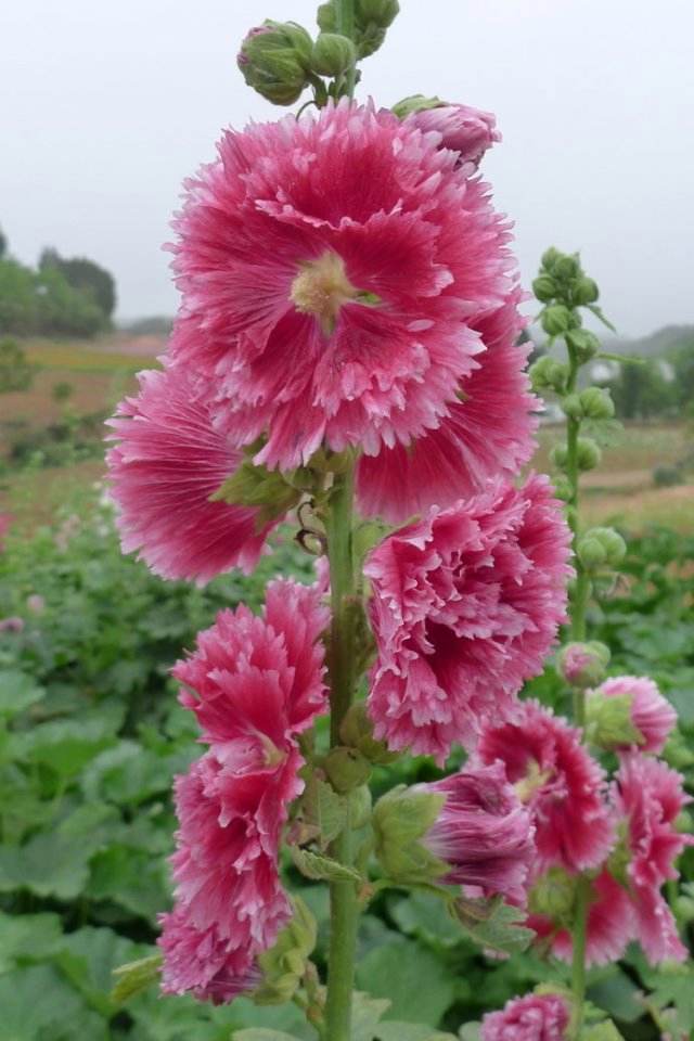 讲解！初恋夫妇终止拍摄“夏花依旧”