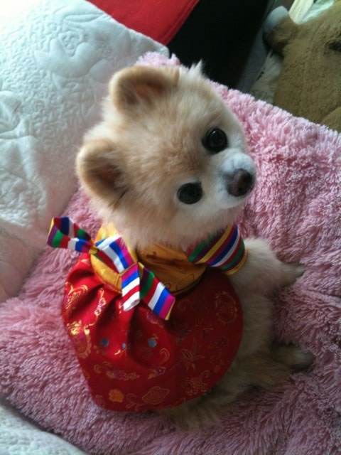 达人分享！俊介君是什么品种“高情逸态”