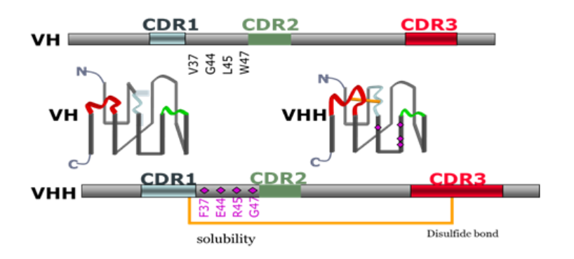 达人分享！bd抗体