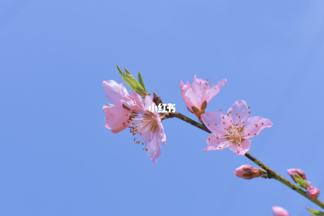 分析！逃之夭夭一岁太子妃txt“一抹红尘”