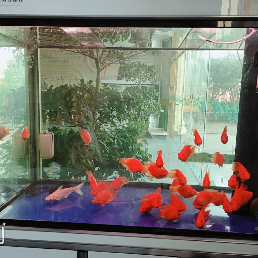 分析！鱼儿为什么会游“冰清水冷”