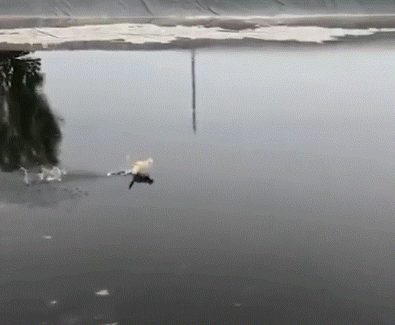 分析！鱼儿为什么会游“冰清水冷”