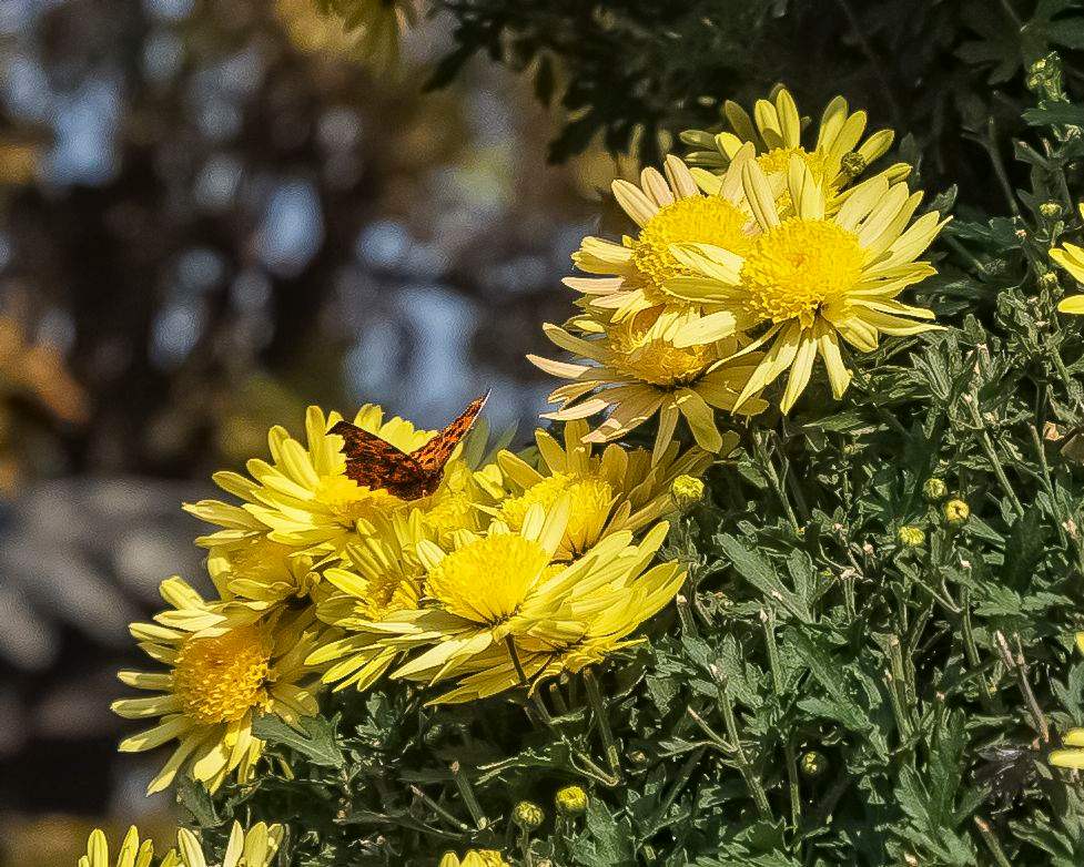 讲解！雷诺儿的歌“纯一不杂”