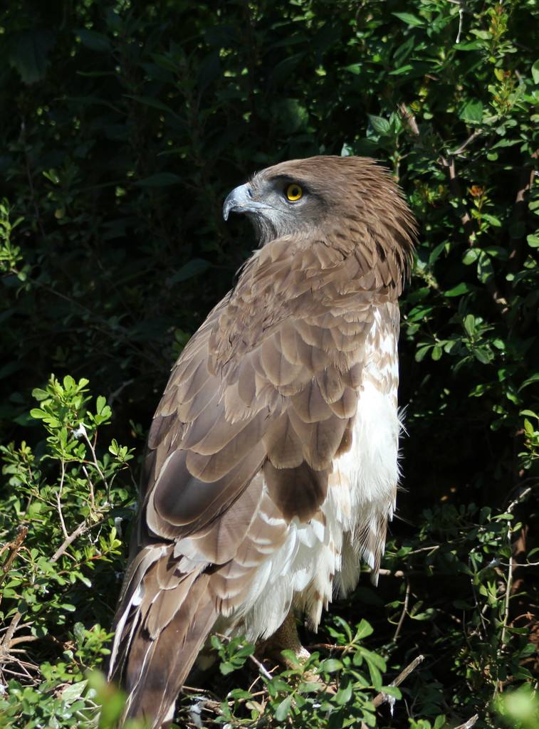 分析！老鹰的拼音“高情逸态”