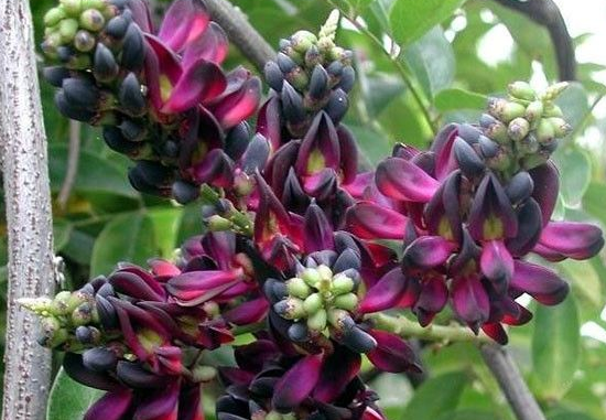 达人分享！大血藤属