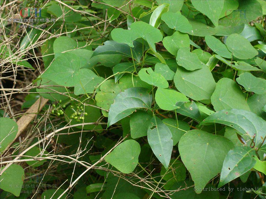 达人分享！大血藤属
