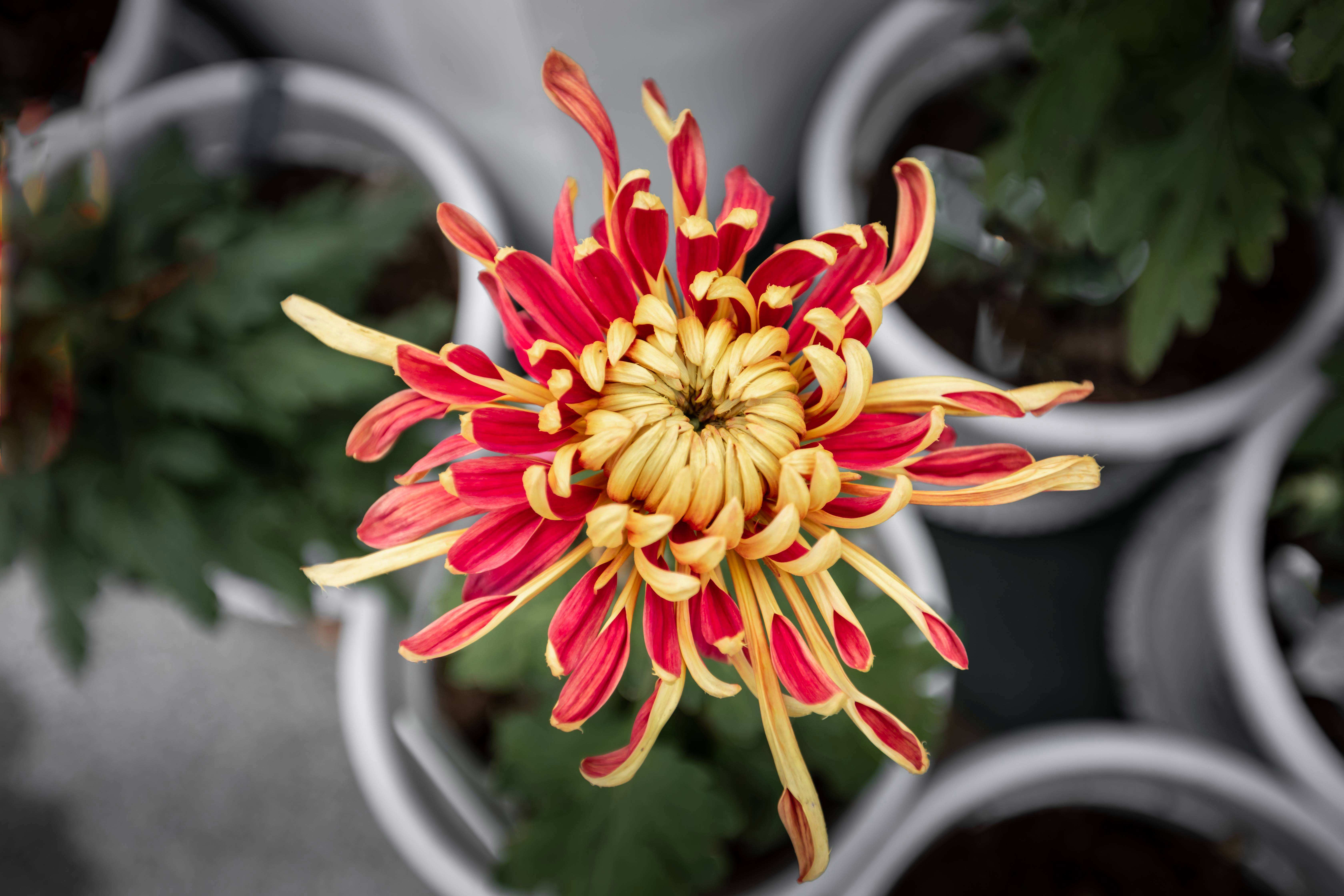 详情！更诗菊黄家酿熟下一句“桃红柳绿”