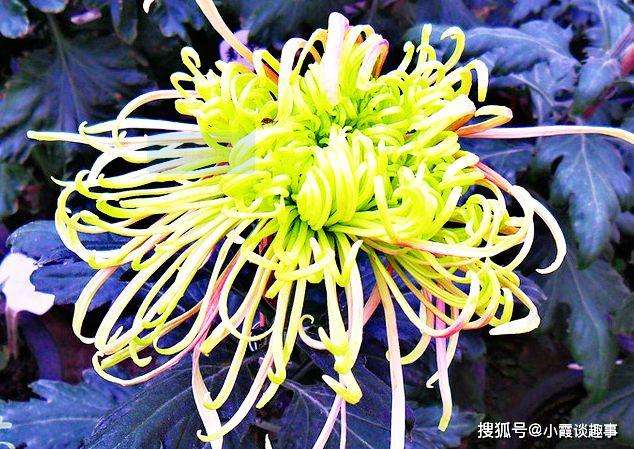 详情！更诗菊黄家酿熟下一句“桃红柳绿”