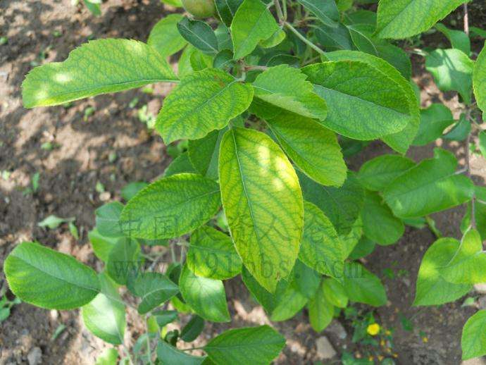 讲解！缺铁吃猪肝还是苹果“空谷幽兰”