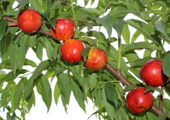 讲解！单向好友什么意思“桃红柳绿”