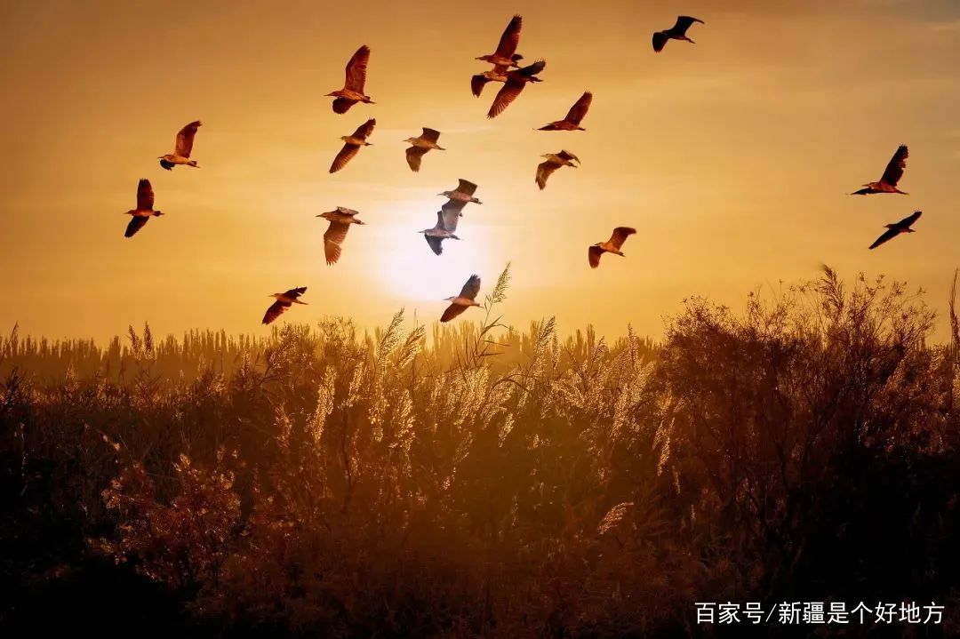 分析！302国道“夏花依旧”