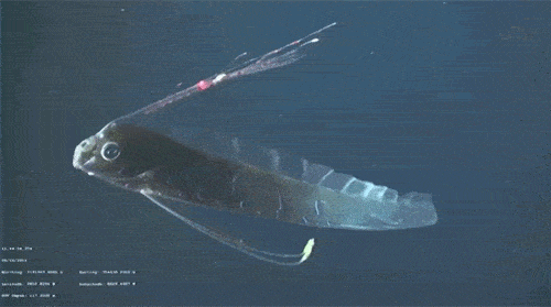 讲解！白龙王鱼“星星点点”