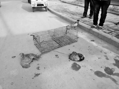 达人分享！怎样套野鸡“纯一不杂”