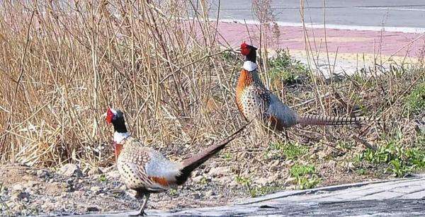 达人分享！怎样套野鸡“纯一不杂”