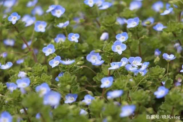 达人分享！双轨是什么意思“星星点点”