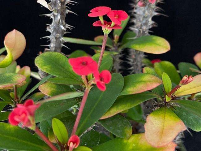 达人分享！爬山虎吃肉“郢中白雪”