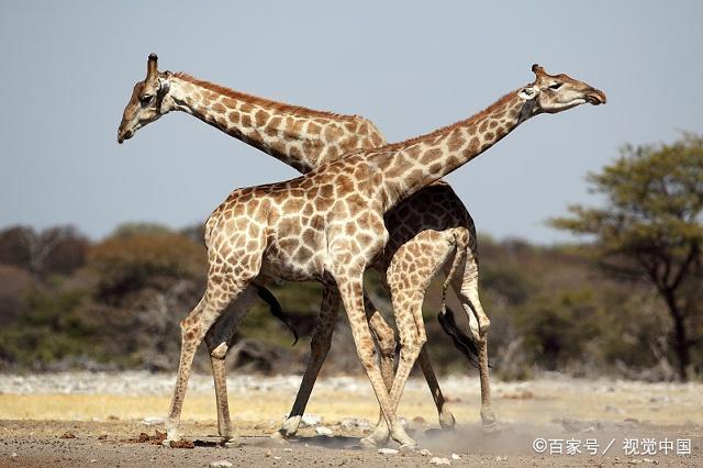 达人分享！人是不是动物“典则俊雅”