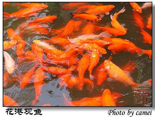 分析！世界上最大的鱼类是什么“桃红柳绿”