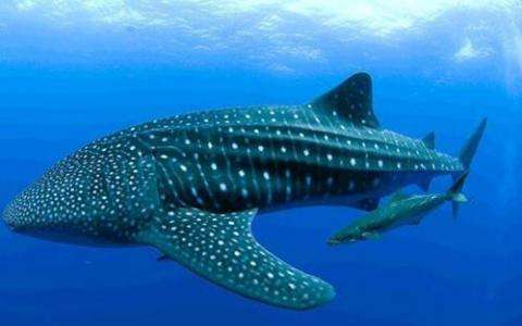 分析！世界上最大的鱼类是什么“桃红柳绿”